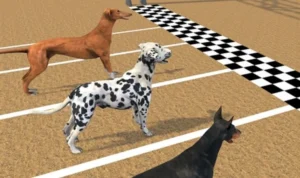 game đua chó tại Xin88